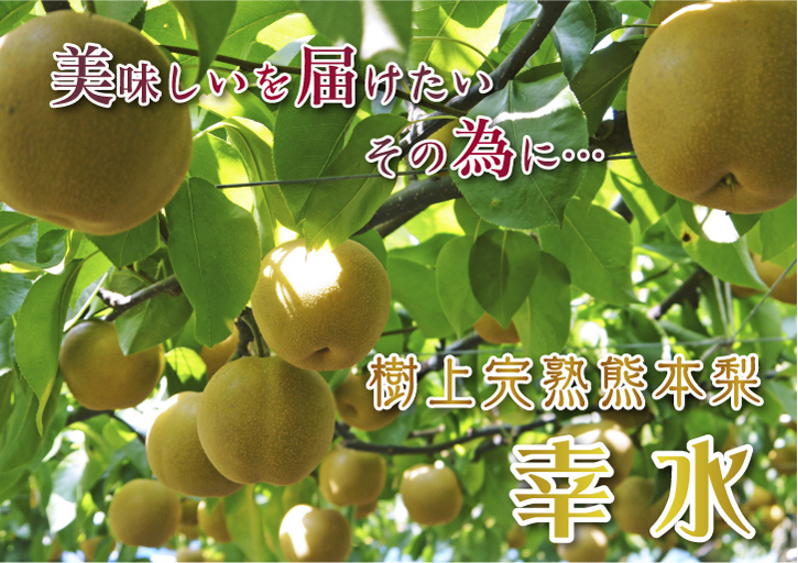 熊本梨 本藤果樹園 令和2年度の梨作りスタート!匠の選定作業が始まりました!(前編)_a0254656_18085109.jpg