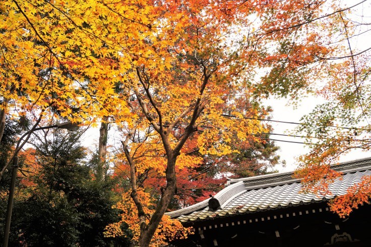 神峯山寺・仁王門の紅葉　＠高槻市_b0063958_22291799.jpg