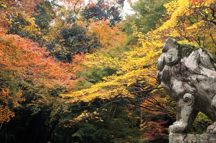 神峯山寺・仁王門の紅葉　＠高槻市_b0063958_22300991.jpg