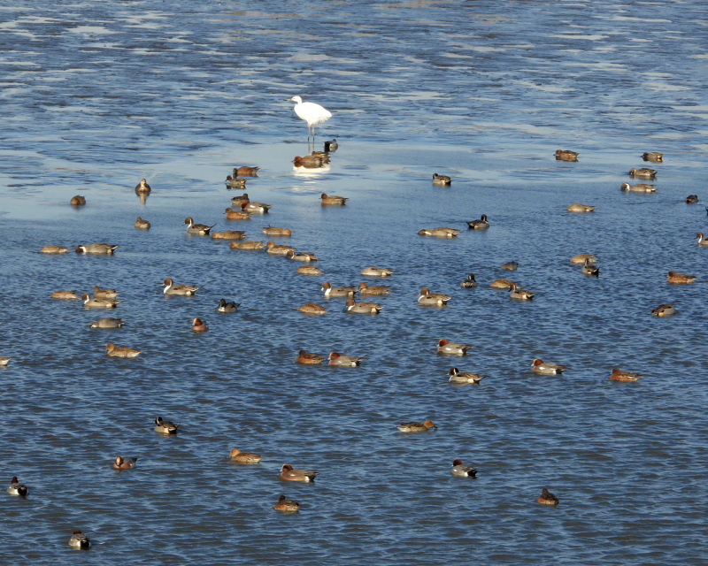 水が抜けてた波志江沼で サギやカモ_c0305565_17370332.jpg