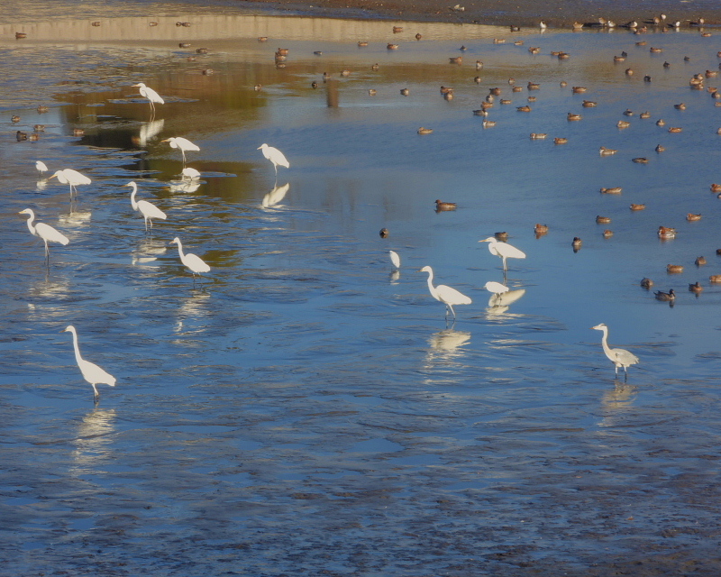 水が抜けてた波志江沼で サギやカモ_c0305565_17372343.jpg