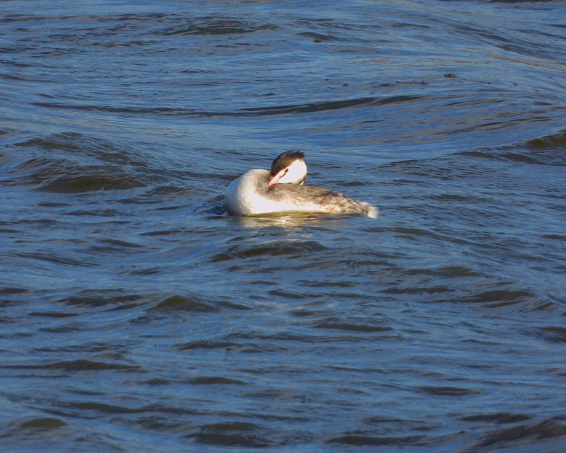 水が抜けてた波志江沼で サギやカモ_c0305565_17381126.jpg