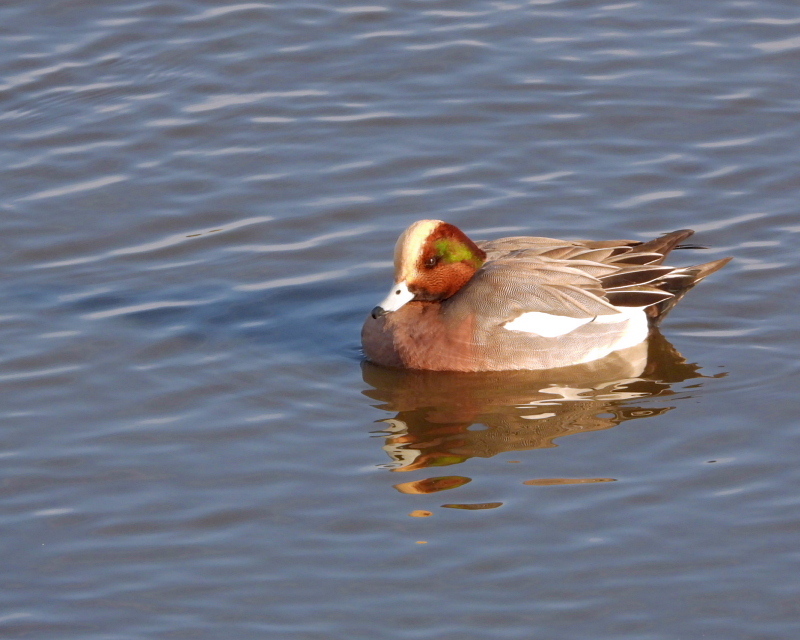 水が抜けてた波志江沼で サギやカモ_c0305565_17404439.jpg