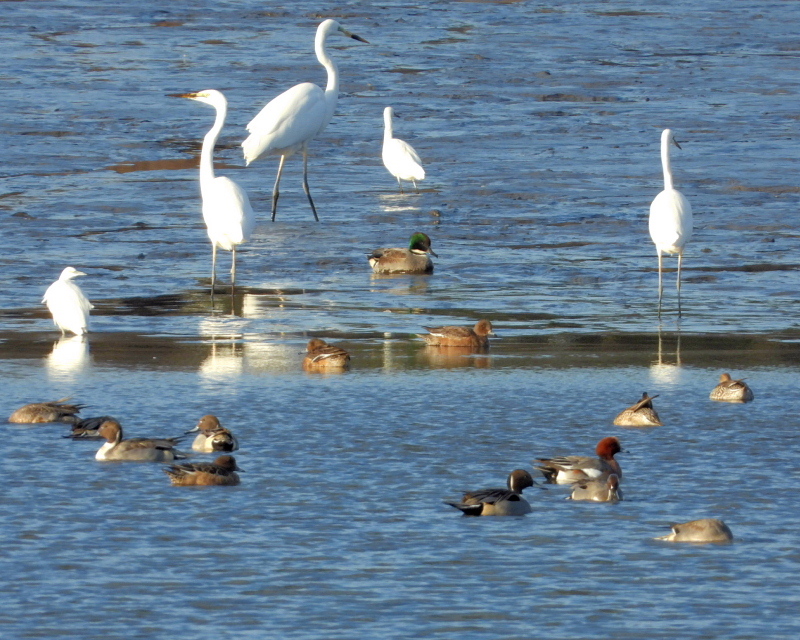水が抜けてた波志江沼で サギやカモ_c0305565_17413956.jpg