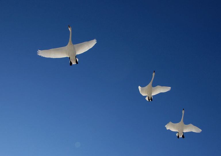 レタッチリ カムイ 白い鳥の神 アイヌモシリの野生たち 獣と野鳥の写真図鑑