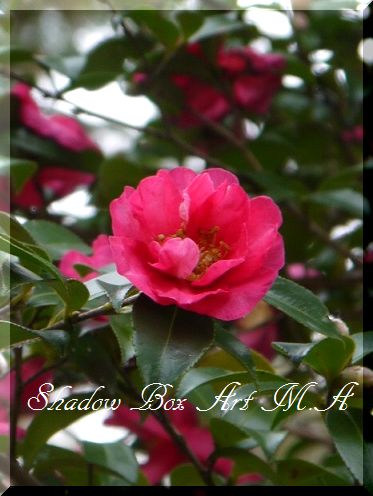 5 薬師寺&唐招提寺&おぜんざい~♪_a0159974_6554937.jpg