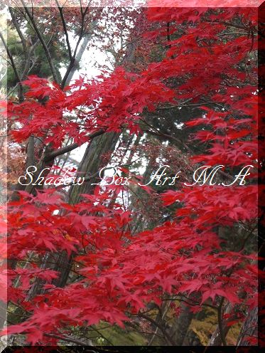 5 薬師寺&唐招提寺&おぜんざい~♪_a0159974_656375.jpg