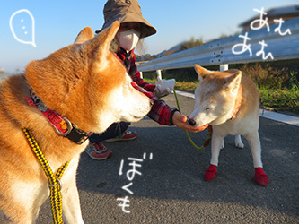 あと半月ですな_b0057675_11341107.jpg
