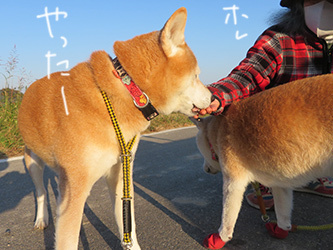 あと半月ですな_b0057675_11342310.jpg