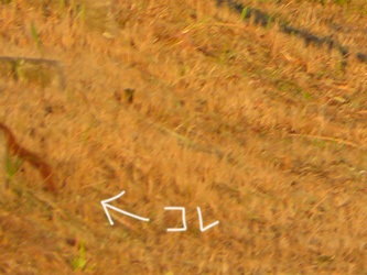 あと半月ですな_b0057675_11524755.jpg