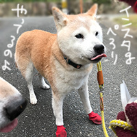 あと半月ですな_b0057675_12022020.jpg