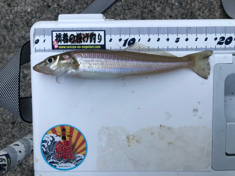 19 12 15 山口県油谷湾 鱚釣り Nage1966 S Blog