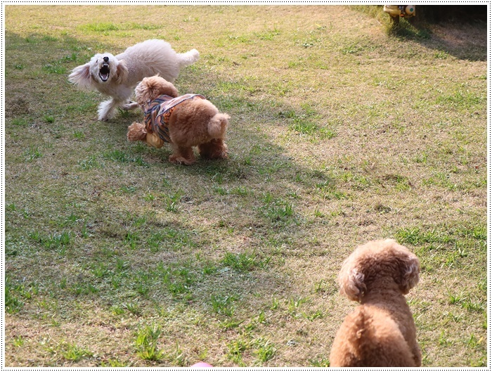 たまにはカレーのルーを替えて作ってみよう!!材料同じでも美味しく感じる~\(>∀<)/_b0175688_19371095.jpg
