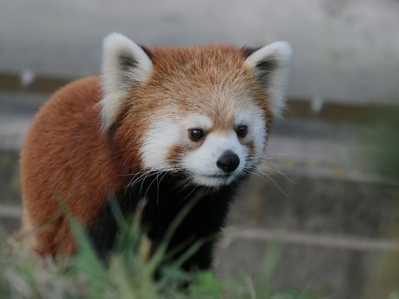 元気なレッサーパンダの森 : レサパン日和