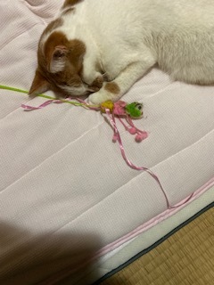 ニコニコ通信 -Vol.9-_f0242002_20173150.jpeg