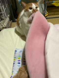 ニコニコ通信 -Vol.9-_f0242002_20174131.jpeg
