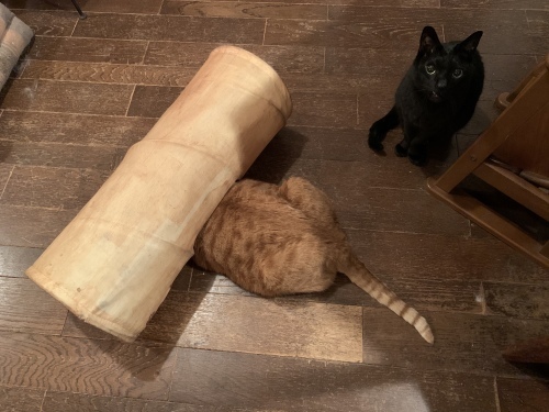 頭隠して尻隠さず りきの毎日 頭隠して尻隠さず りきの毎日