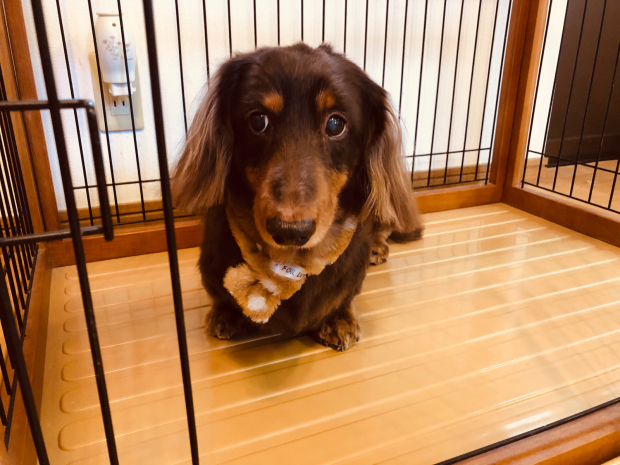 12月12日のわんちゃん_a0392514_22334834.jpg