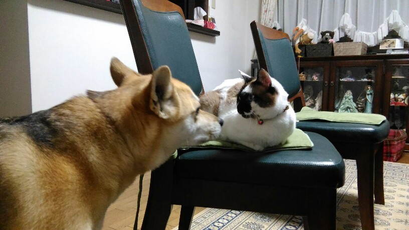 香箱座り って サラのゆめ