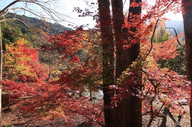 五十鈴川上流の紅葉(その2)(撮影:12月1日)_e0321325_14320143.jpg