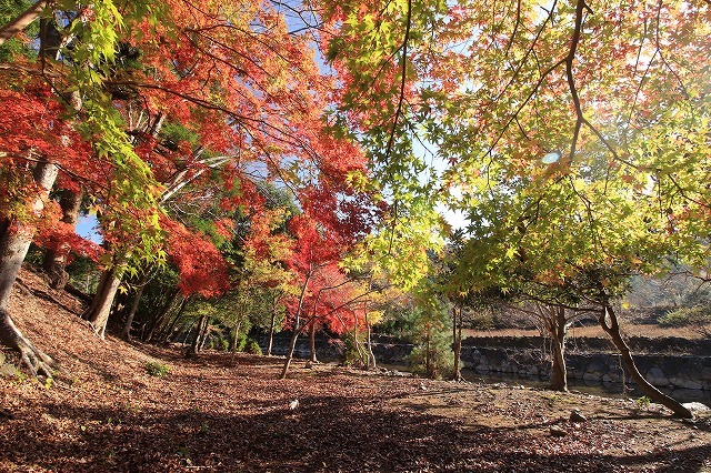 五十鈴川上流の紅葉(その2)(撮影:12月1日)_e0321325_14322776.jpg