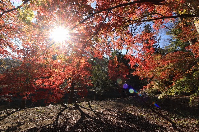 五十鈴川上流の紅葉(その2)(撮影:12月1日)_e0321325_14323985.jpg