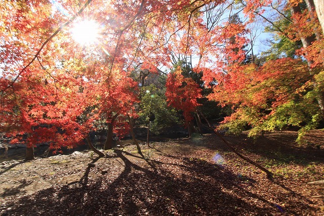 五十鈴川上流の紅葉(その2)(撮影:12月1日)_e0321325_14325375.jpg