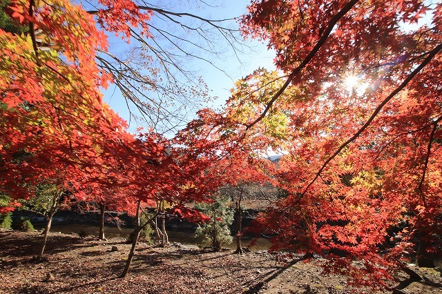 五十鈴川上流の紅葉(その2)(撮影:12月1日)_e0321325_14332081.jpg