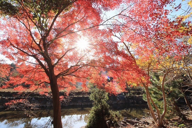 五十鈴川上流の紅葉(その2)(撮影:12月1日)_e0321325_14335195.jpg