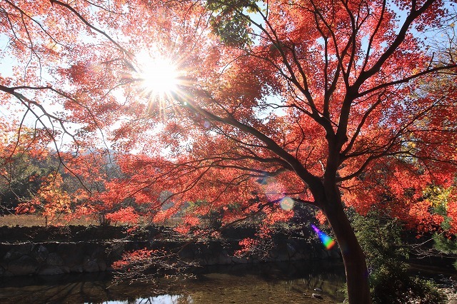 五十鈴川上流の紅葉(その2)(撮影:12月1日)_e0321325_14340476.jpg