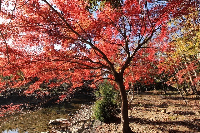 五十鈴川上流の紅葉(その2)(撮影:12月1日)_e0321325_14341651.jpg