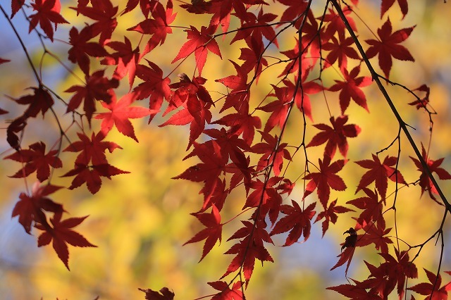 五十鈴川上流の紅葉(その2)(撮影:12月1日)_e0321325_14343022.jpg