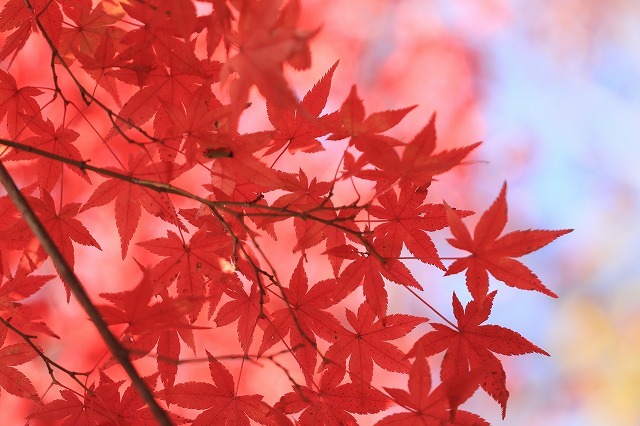 五十鈴川上流の紅葉(その2)(撮影:12月1日)_e0321325_14344274.jpg