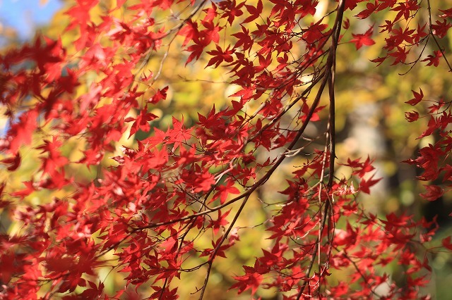 五十鈴川上流の紅葉(その2)(撮影:12月1日)_e0321325_14345452.jpg