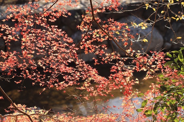 五十鈴川上流の紅葉(その2)(撮影:12月1日)_e0321325_14350511.jpg