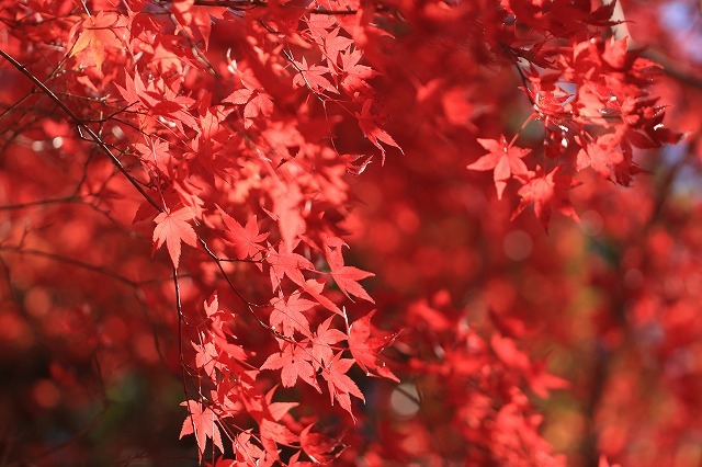 五十鈴川上流の紅葉(その2)(撮影:12月1日)_e0321325_14351807.jpg