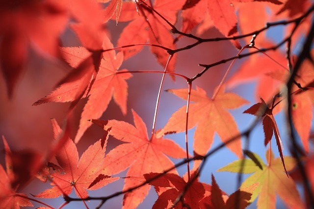 五十鈴川上流の紅葉(その2)(撮影:12月1日)_e0321325_14353128.jpg
