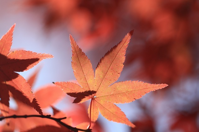 五十鈴川上流の紅葉(その2)(撮影:12月1日)_e0321325_14354477.jpg