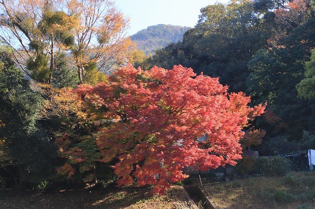伊勢神宮内宮参詣(その1)(撮影:12月1日)_e0321325_19502470.jpg