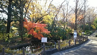 東京大仏・赤塚植物園そしてひびき庵でお蕎麦_b0080342_21075653.jpg