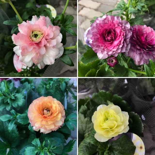 ラナンキュラスラックス入荷しました O S Garden へ ようこそ ラナンキュラスラックス入荷しました O S Garden へ ようこそ