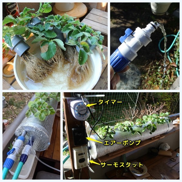 イチゴの塩ビ管水耕栽培装置の手直し Ainame60 たまたま日記 イチゴの塩ビ管水耕栽培装置の手直し Ainame60 たまたま日記