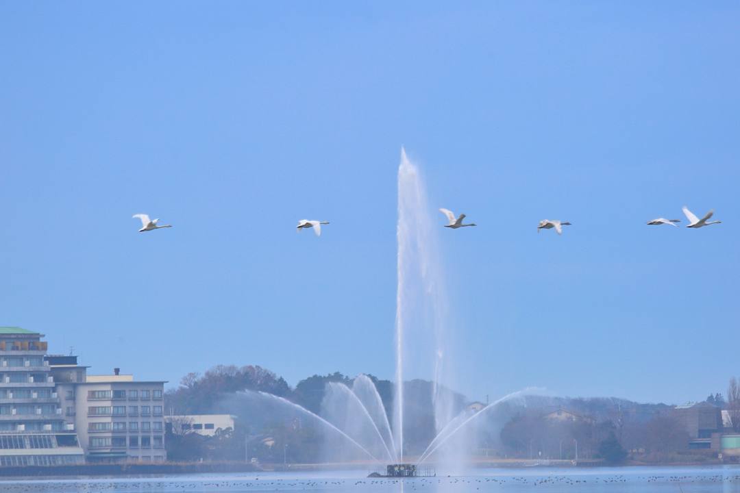 白鳥総集編2019~2020 その5_e0403850_22512763.jpg