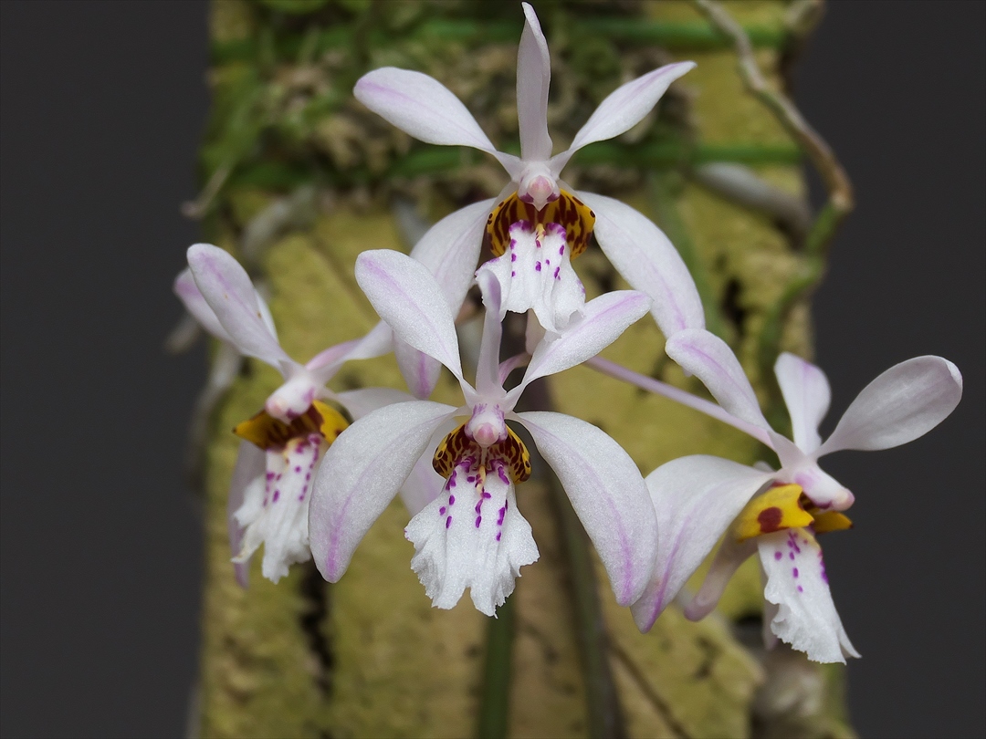 Yahoo!オークション -「洋蘭 holcoglossum」(花) (鉢植え)の落札