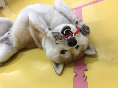保育園ブログ_f0357682_21315349.jpg