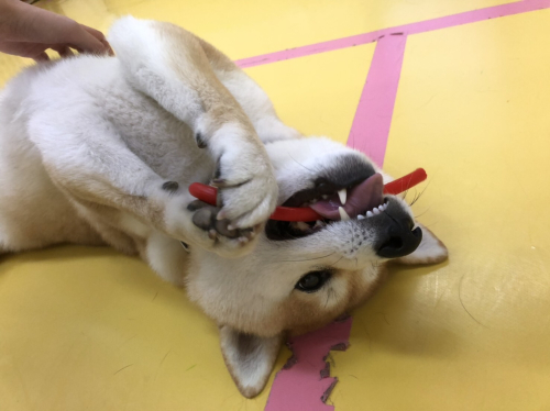 保育園ブログ_f0357682_21315760.jpg