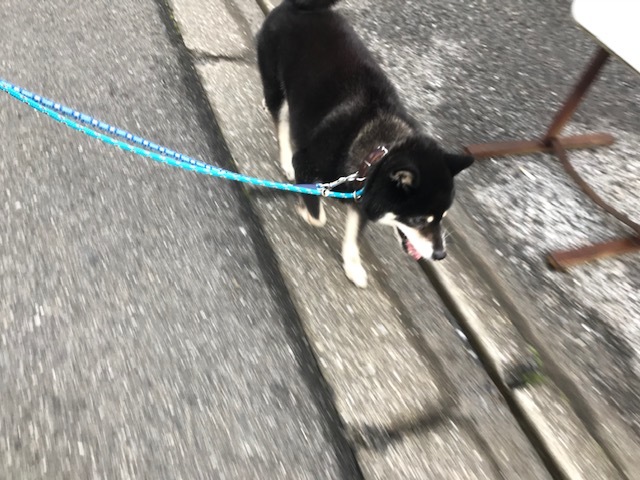 ショートステイ中です_f0242002_19152641.jpg