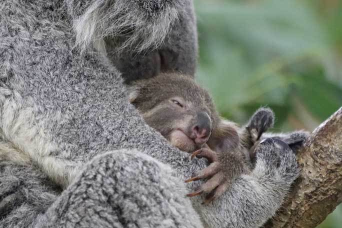 コアラ「クイン」の赤ちゃん、顔を出す！（埼玉県こども動物自然公園）_b0355317_21504603.jpg