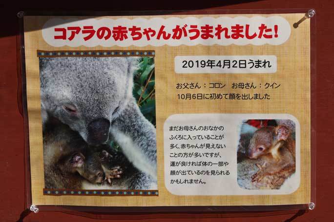 コアラ「クイン」の赤ちゃん、顔を出す！（埼玉県こども動物自然公園）_b0355317_21520487.jpg