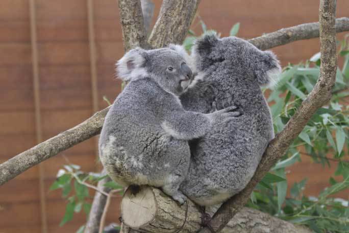 コアラ「クイン」の赤ちゃん、顔を出す！（埼玉県こども動物自然公園）_b0355317_21545003.jpg